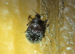 Chelonarium lecontei