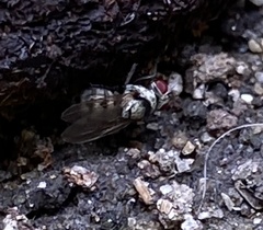 Anthomyia illocata