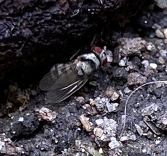 Anthomyia illocata