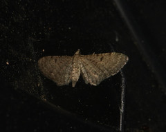 Eupithecia satyrata
