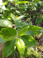 Pluchea carolinensis