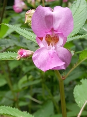 Impatiens glandulifera