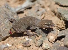 Saurodactylus