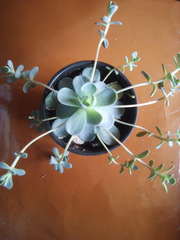 Orostachys boehmeri
