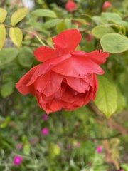 Rosa rugosa