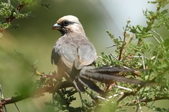 Colius leucocephalus