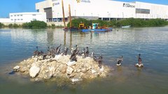 Pelecanus occidentalis