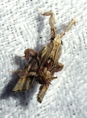 Sacada