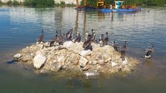 Pelecanus occidentalis