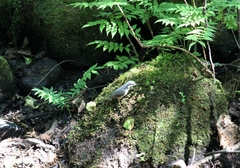 Sitta europaea