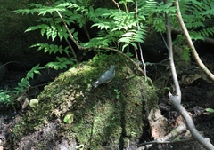 Sitta europaea