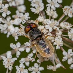Odontomyia virgo