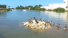 Pelecanus occidentalis