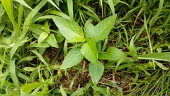 Magnoliopsida