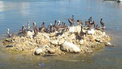 Pelecanus occidentalis