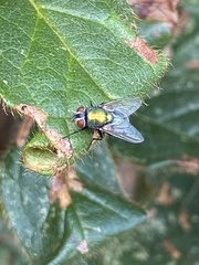 Lucilia
