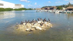 Pelecanus occidentalis