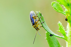 Trirhabda luteocincta