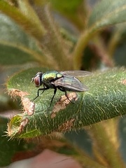Lucilia