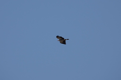 Polyboroides radiatus