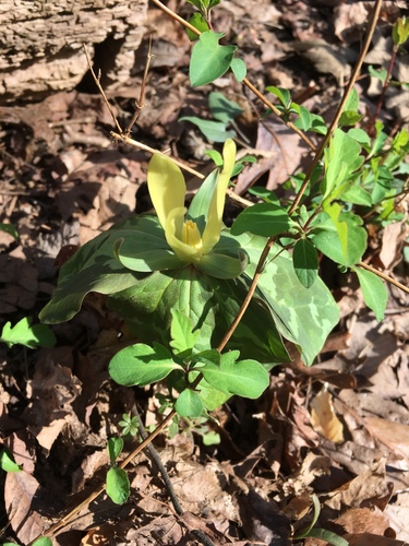Trillium luteum