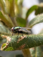 Lucilia
