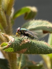 Lucilia