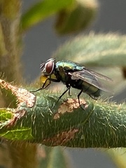 Lucilia