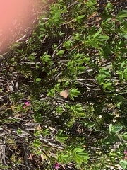 Callophrys augustinus