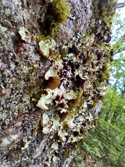 Ricasolia quercizans