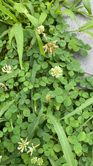 Trifolium repens
