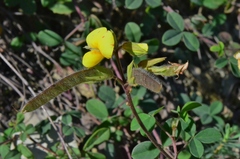 Argyrolobium biebersteinii