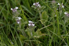 Glandularia quadrangulata