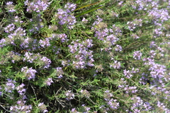 Thymus pallasianus