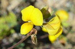 Argyrolobium biebersteinii