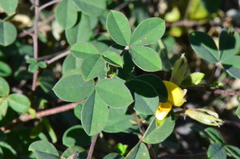 Argyrolobium biebersteinii