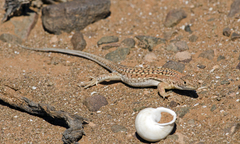 Acanthodactylus busacki