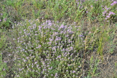 Thymus pallasianus