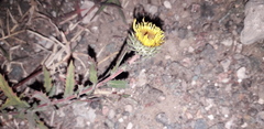 Grindelia cabrerae
