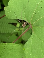 Leiobunum calcar