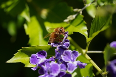 Apis mellifera