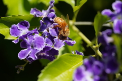Apis mellifera
