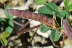 Argyrolobium biebersteinii