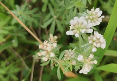 Dorycnium