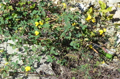 Argyrolobium biebersteinii