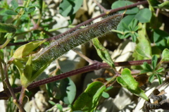 Argyrolobium biebersteinii