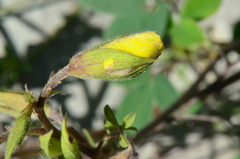 Argyrolobium biebersteinii