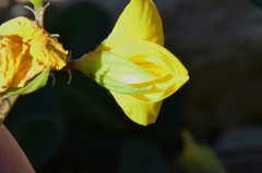 Argyrolobium biebersteinii