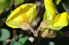 Argyrolobium biebersteinii