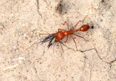 Pogonomyrmex maricopa